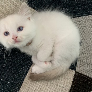 chaton Ragdoll chocolate tabby Roi Merlin De La Croisette Les Ragdolls de la Croisette