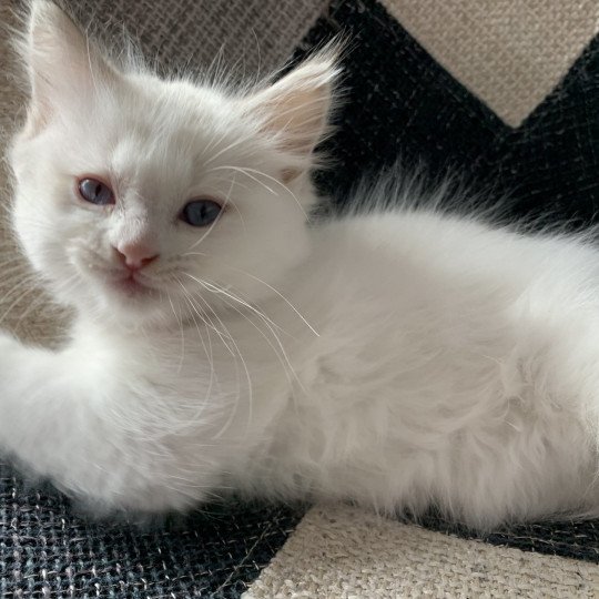 chaton Ragdoll chocolate tabby Roi Merlin De La Croisette Les Ragdolls de la Croisette