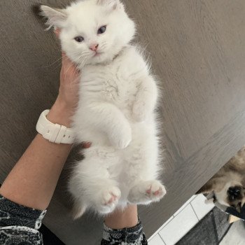 chaton Ragdoll chocolate tabby Roi Merlin De La Croisette Les Ragdolls de la Croisette