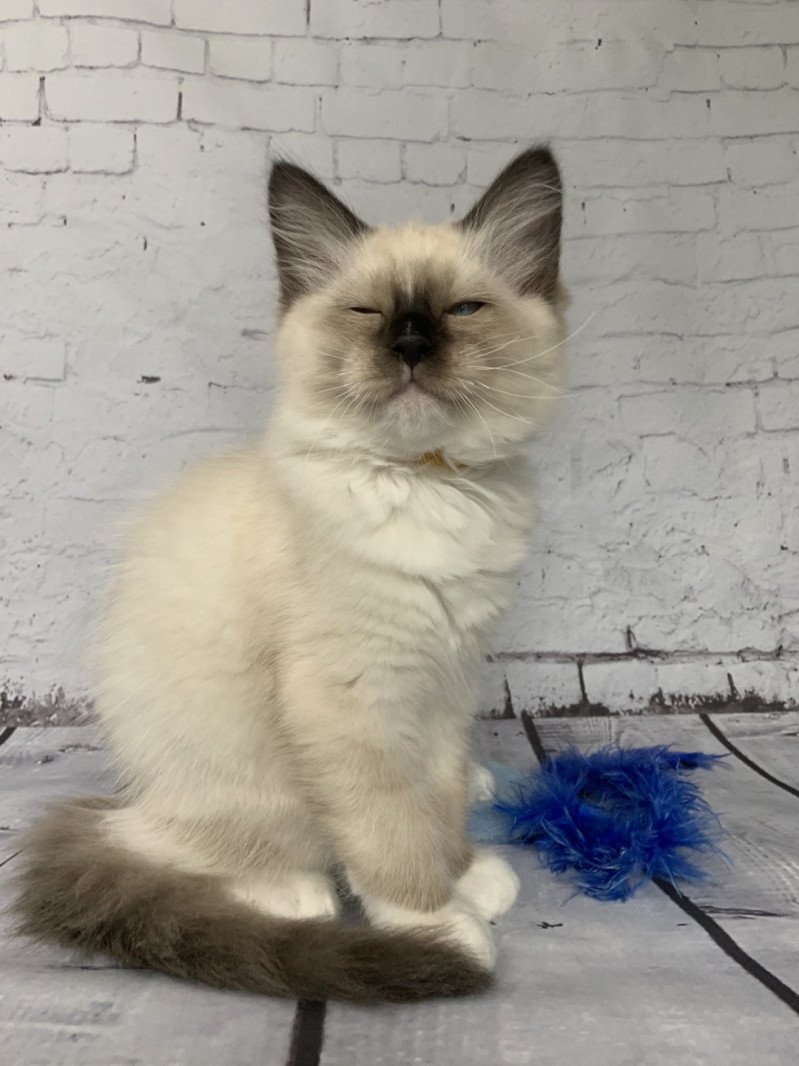 Romeo De La Croisette Mâle Ragdoll