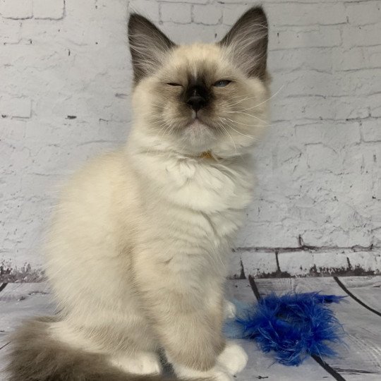 Romeo De La Croisette Mâle Ragdoll