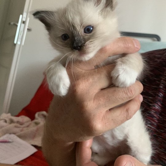 chaton Ragdoll black mitted Romeo De La Croisette Les Ragdolls de la Croisette