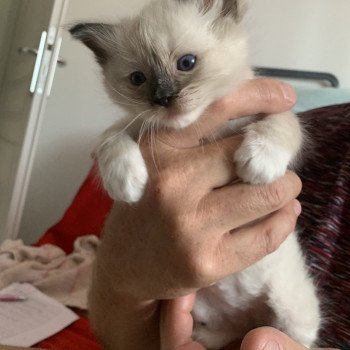 chaton Ragdoll black mitted Romeo De La Croisette Les Ragdolls de la Croisette