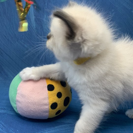 chaton Ragdoll black mitted Romeo De La Croisette Les Ragdolls de la Croisette