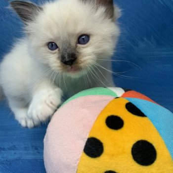 chaton Ragdoll black mitted Romeo De La Croisette Les Ragdolls de la Croisette