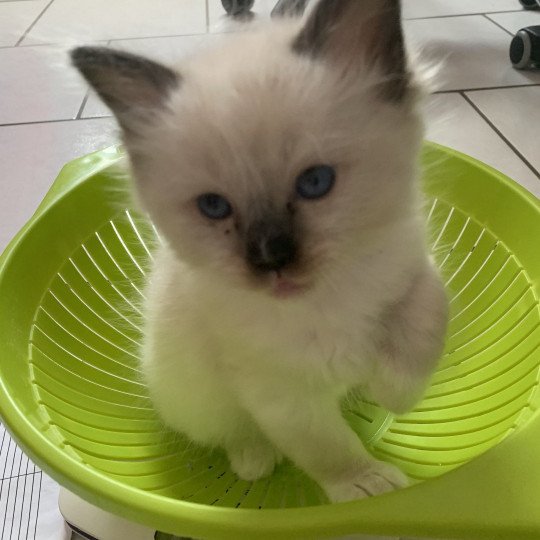 chaton Ragdoll black mitted Romeo De La Croisette Les Ragdolls de la Croisette