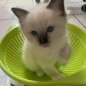 chaton Ragdoll black mitted Romeo De La Croisette Les Ragdolls de la Croisette chaton Ragdoll black mitted Romeo De La Croisette Les Ragdolls de la Croisette