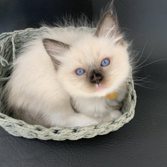 chaton Ragdoll black mitted Romeo De La Croisette Les Ragdolls de la Croisette