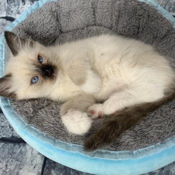 chaton Ragdoll black mitted Romeo De La Croisette Les Ragdolls de la Croisette