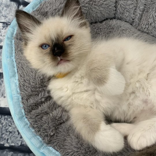 chaton Ragdoll black mitted Romeo De La Croisette Les Ragdolls de la Croisette