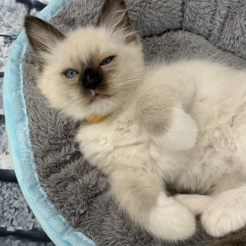 chaton Ragdoll black mitted Romeo De La Croisette Les Ragdolls de la Croisette