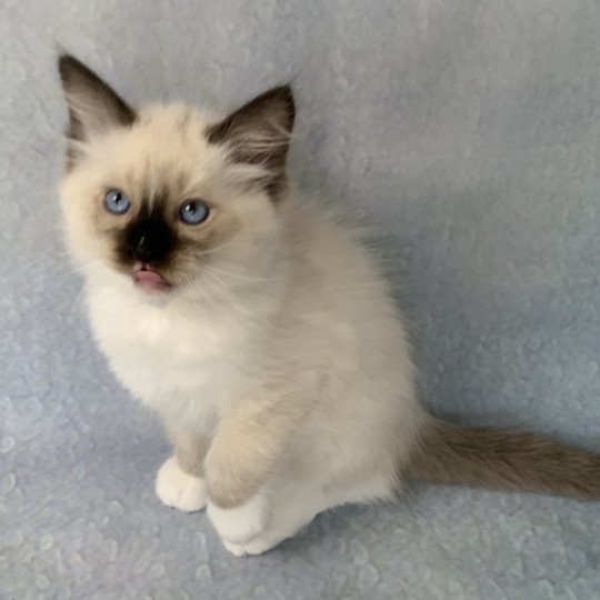 chaton Ragdoll black mitted Romeo De La Croisette Les Ragdolls de la Croisette