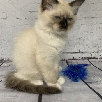 chaton Ragdoll black mitted Romeo De La Croisette Les Ragdolls de la Croisette chaton Ragdoll black mitted Romeo De La Croisette Les Ragdolls de la Croisette
