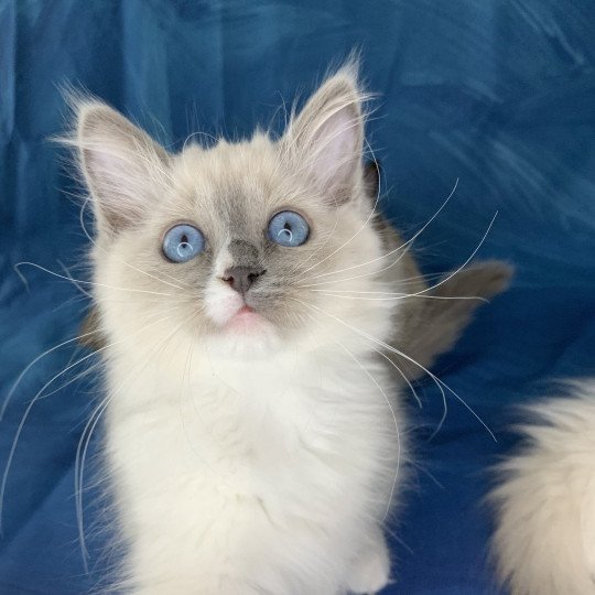 chaton Ragdoll blue mitted Romy De La Croisette Les Ragdolls de la Croisette