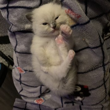 chaton Ragdoll blue mitted Romy De La Croisette Les Ragdolls de la Croisette chaton Ragdoll blue mitted Romy De La Croisette Les Ragdolls de la Croisette
