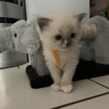 chaton Ragdoll blue mitted Romy De La Croisette Les Ragdolls de la Croisette