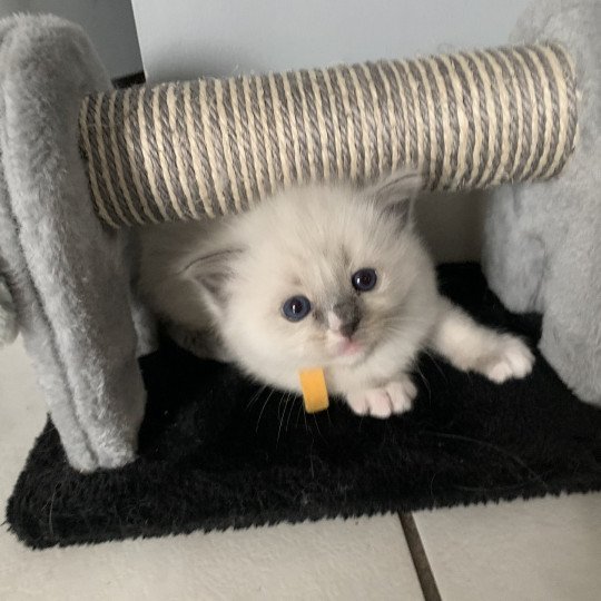 chaton Ragdoll blue mitted Romy De La Croisette Les Ragdolls de la Croisette