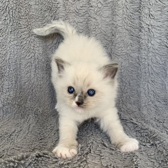 chaton Ragdoll blue mitted Romy De La Croisette Les Ragdolls de la Croisette