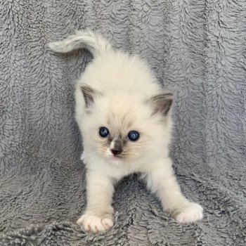 chaton Ragdoll blue mitted Romy De La Croisette Les Ragdolls de la Croisette