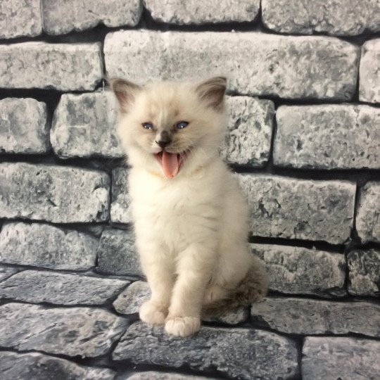 chaton Ragdoll blue mitted Romy De La Croisette Les Ragdolls de la Croisette