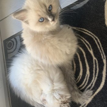 chaton Ragdoll blue point mitted Romy De La Croisette Les Ragdolls de la Croisette