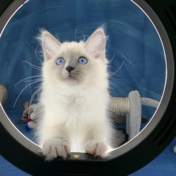 chaton Ragdoll blue point mitted Romy De La Croisette Les Ragdolls de la Croisette chaton Ragdoll blue point mitted Romy De La Croisette Les Ragdolls de la Croisette