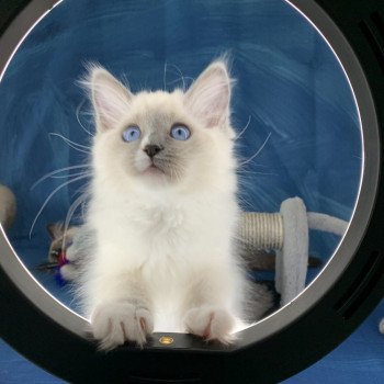 chaton Ragdoll blue point mitted Romy De La Croisette Les Ragdolls de la Croisette