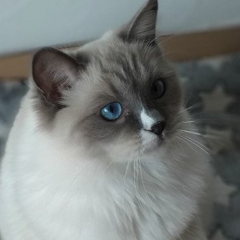 chaton Ragdoll blue point mitted Romy De La Croisette Les Ragdolls de la Croisette chaton Ragdoll blue point mitted Romy De La Croisette Les Ragdolls de la Croisette