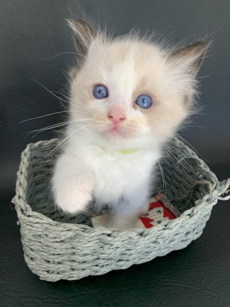 Ronnie De La Croisette Mâle Ragdoll