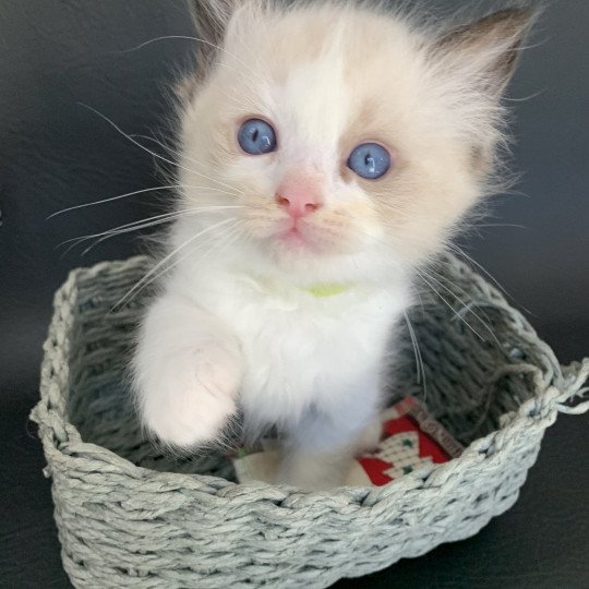 chaton Ragdoll black Ronnie De La Croisette Les Ragdolls de la Croisette