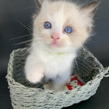 chaton Ragdoll black Ronnie De La Croisette Les Ragdolls de la Croisette chaton Ragdoll black Ronnie De La Croisette Les Ragdolls de la Croisette