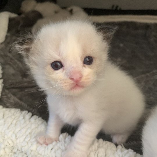 chaton Ragdoll seal point bicolor Ronnie De La Croisette Les Ragdolls de la Croisette