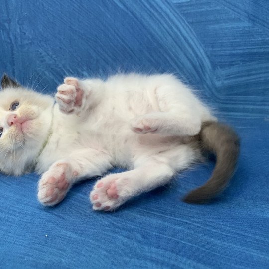 chaton Ragdoll seal point bicolor Ronnie De La Croisette Les Ragdolls de la Croisette