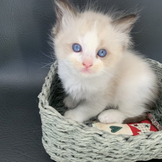 chaton Ragdoll seal point bicolor Ronnie De La Croisette Les Ragdolls de la Croisette