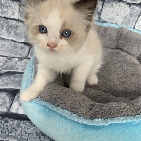 chaton Ragdoll seal point bicolor Ronnie De La Croisette Les Ragdolls de la Croisette