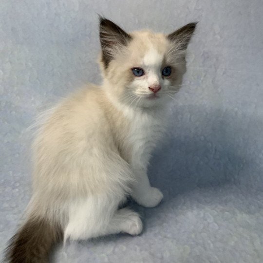 chaton Ragdoll seal point bicolor Ronnie De La Croisette Les Ragdolls de la Croisette