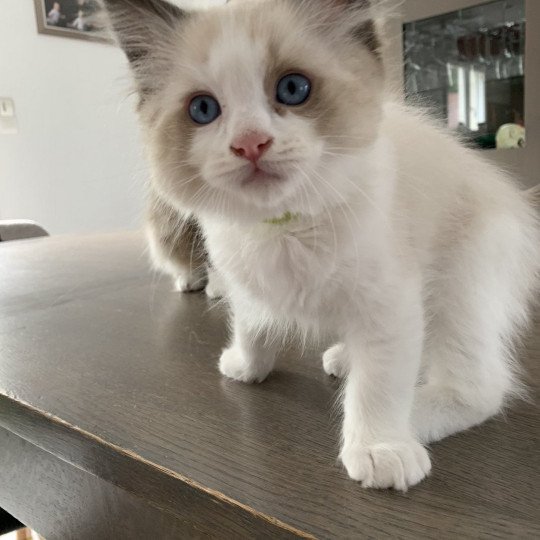 chaton Ragdoll seal point bicolor Ronnie De La Croisette Les Ragdolls de la Croisette