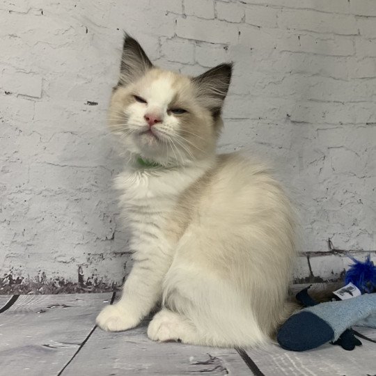 chaton Ragdoll seal point bicolor Ronnie De La Croisette Les Ragdolls de la Croisette