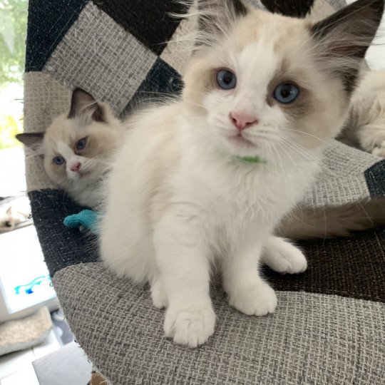 chaton Ragdoll seal point bicolor Ronnie De La Croisette Les Ragdolls de la Croisette