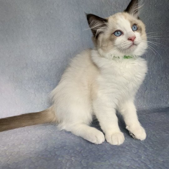 chaton Ragdoll seal point bicolor Ronnie De La Croisette Les Ragdolls de la Croisette