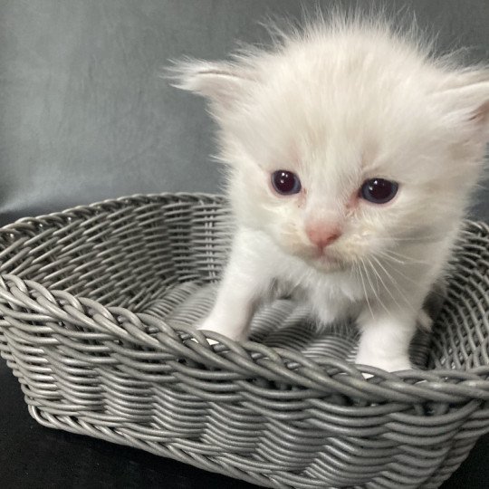 chaton Ragdoll Rose Les Ragdolls de la Croisette