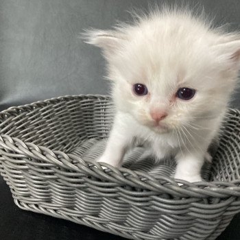chaton Ragdoll Rose Les Ragdolls de la Croisette chaton Ragdoll Rose Les Ragdolls de la Croisette