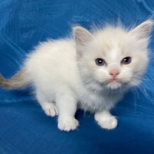 chaton Ragdoll tabby point bicolor Rose Les Ragdolls de la Croisette