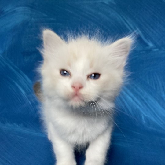 chaton Ragdoll tabby point bicolor Rose Les Ragdolls de la Croisette