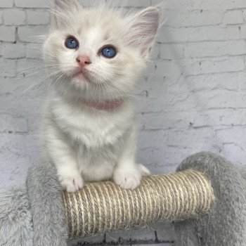 chaton Ragdoll tabby point & blanc Rose Les Ragdolls de la Croisette