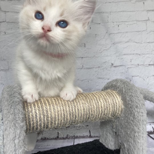 chaton Ragdoll tabby point & blanc Rose Les Ragdolls de la Croisette