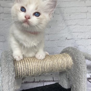 chaton Ragdoll tabby point & blanc Rose Les Ragdolls de la Croisette