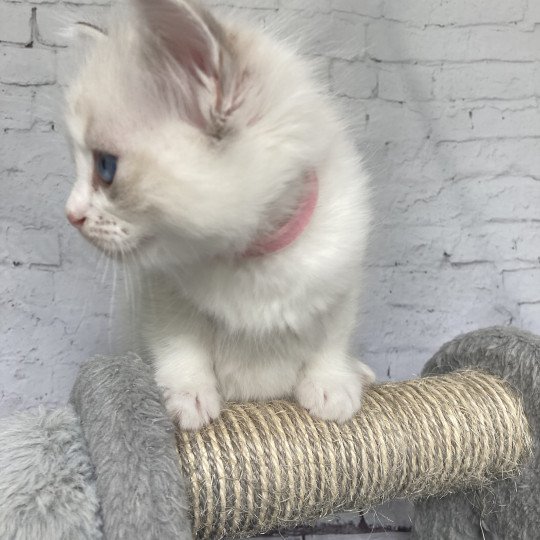 chaton Ragdoll tabby point & blanc Rose Les Ragdolls de la Croisette