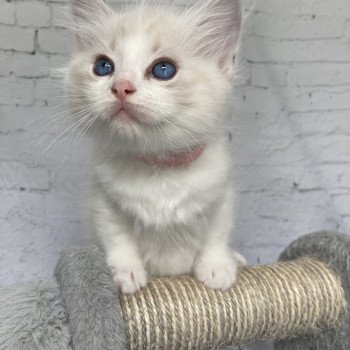 chaton Ragdoll tabby point & blanc Rose Les Ragdolls de la Croisette chaton Ragdoll tabby point & blanc Rose Les Ragdolls de la Croisette