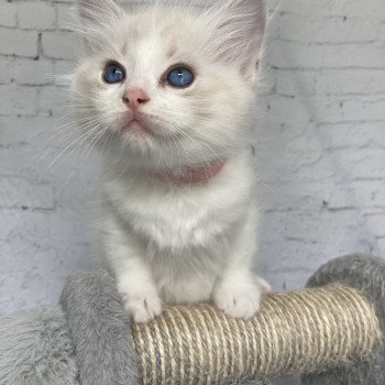 chaton Ragdoll tabby point & blanc Rose Les Ragdolls de la Croisette